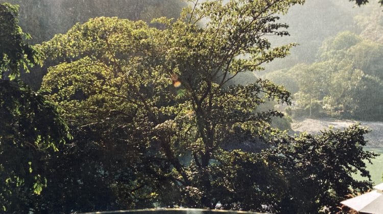 a pool with trees and mountains in the background